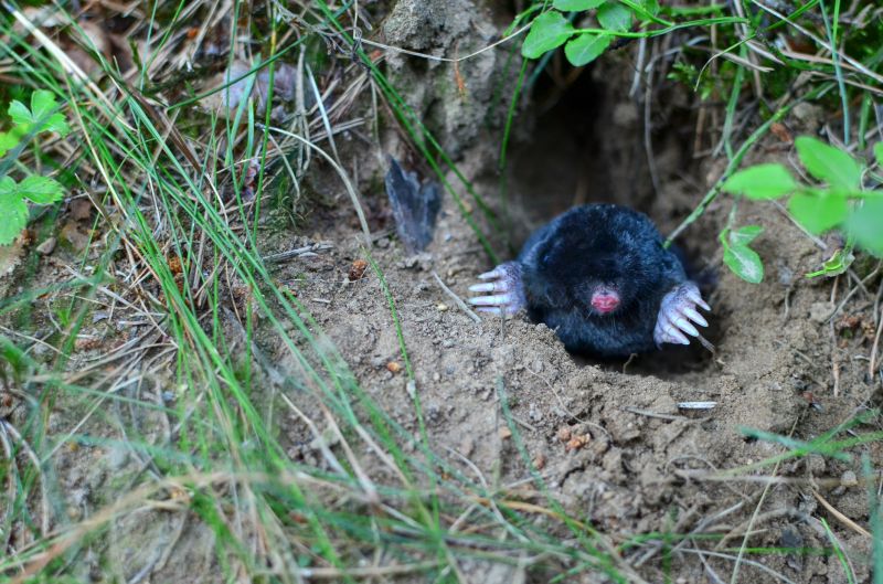 mole extermination