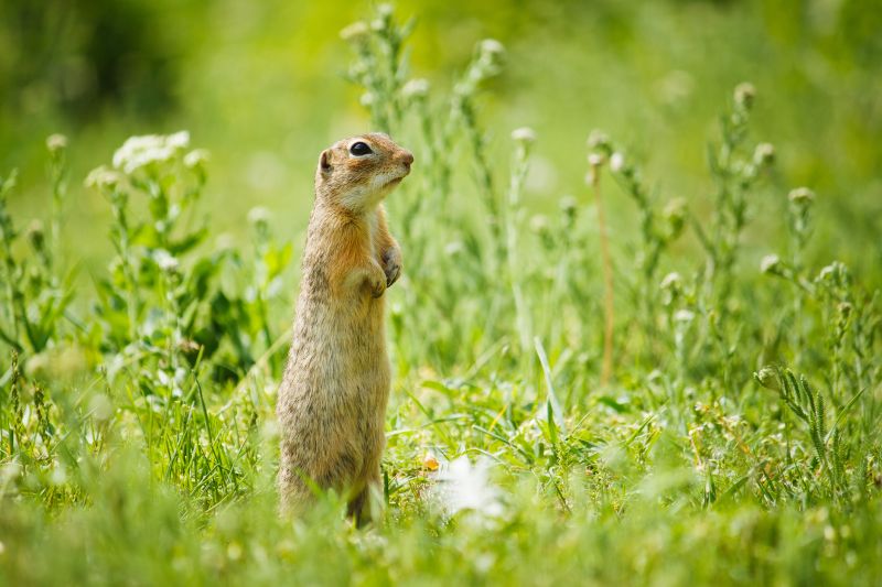 How Gophers Damage Lawns, Landscapes, And Properties