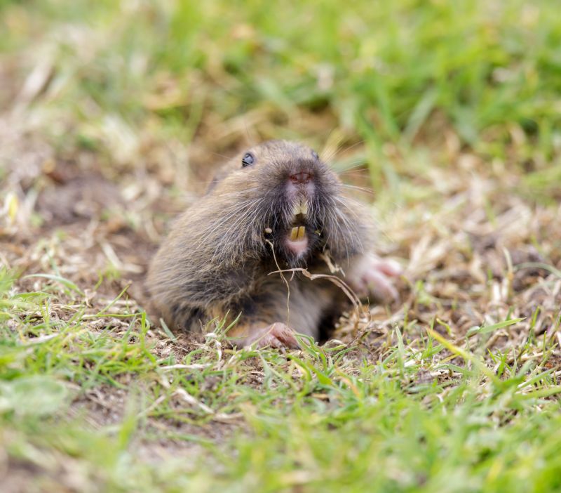 How Gophers Damage Lawns, Landscapes, And Properties