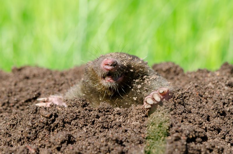 Successful Mole Removal