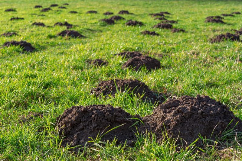 Mole Damage on Lawns