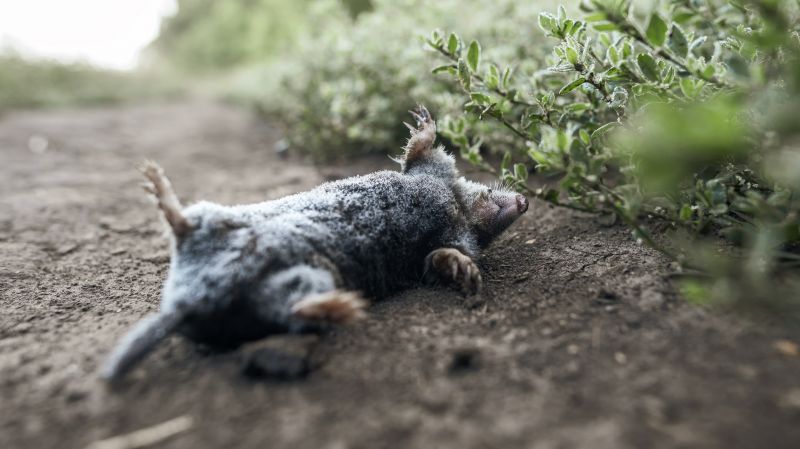 Moles In Your Yard: How Tunneling Damages Landscapes And Lawns