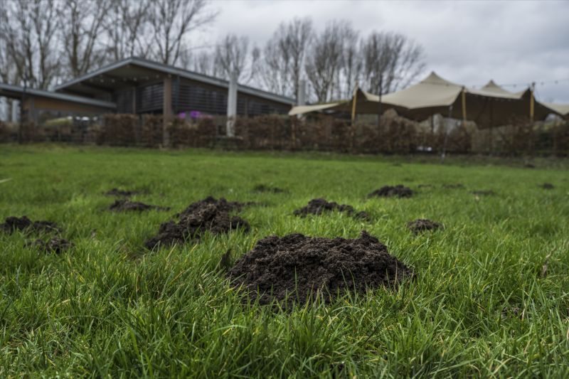 Moles In Your Yard: How Tunneling Damages Landscapes And Lawns