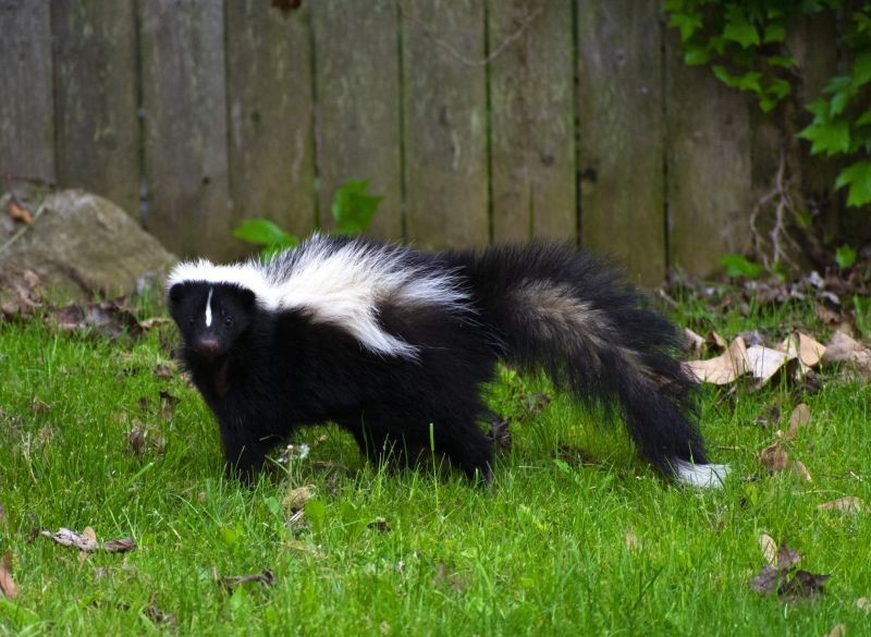 Skunk Digging
