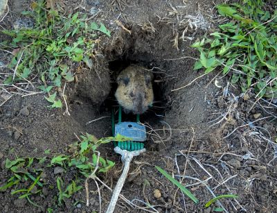 Mole Extermination - Mole Extermination Dayton, Ohio